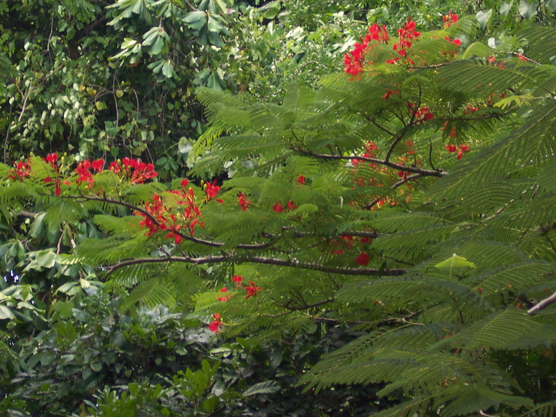 kenya0043.JPG