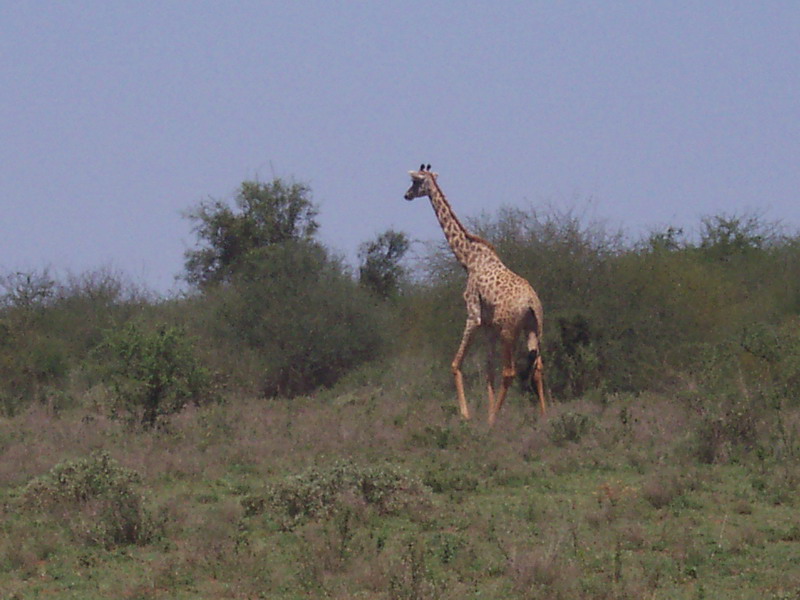 kenya0084.JPG