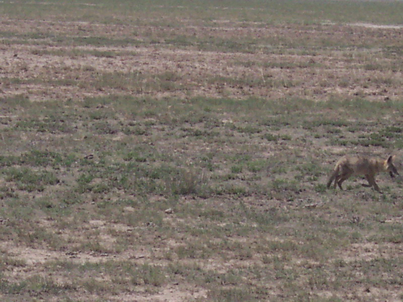 kenya0087.JPG