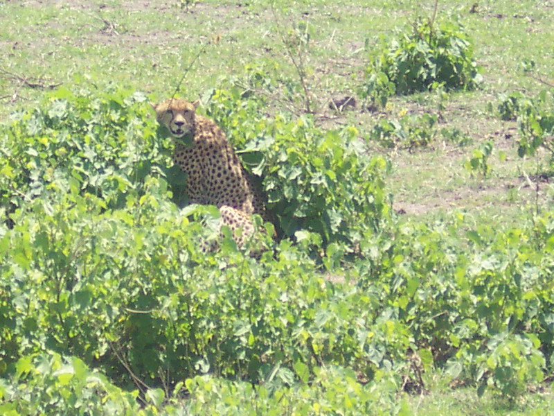 kenya0089.JPG
