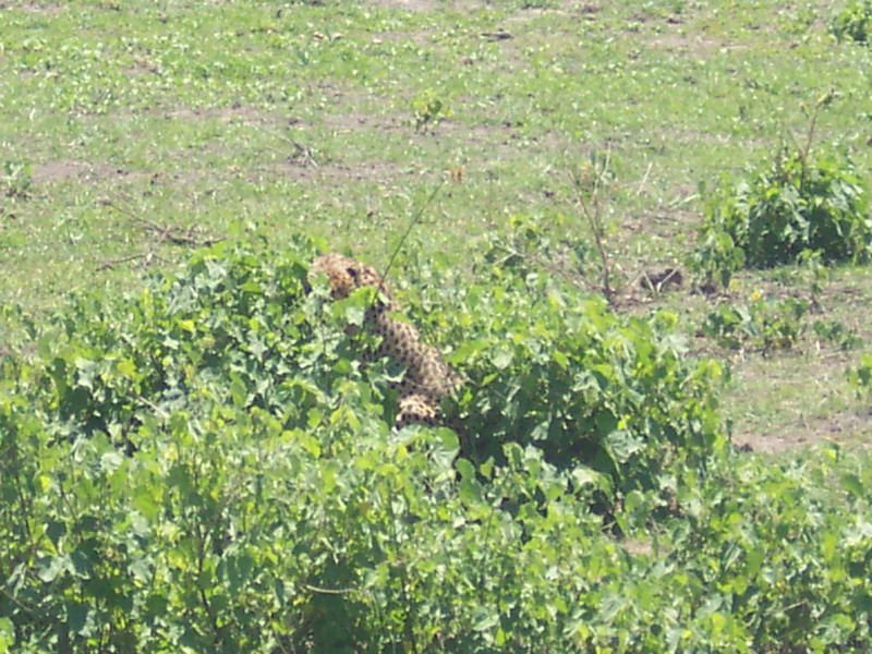 kenya0090.JPG