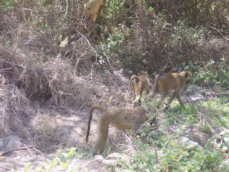 kenya0091.JPG