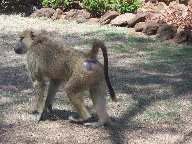 kenya0095.JPG