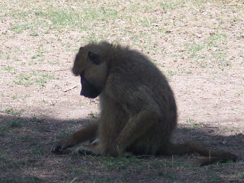 kenya0096.JPG
