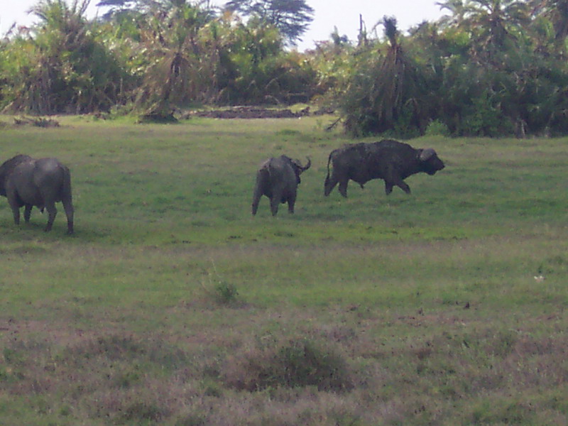 kenya0097.JPG