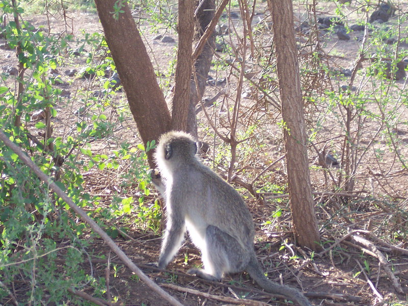 kenya0117.JPG