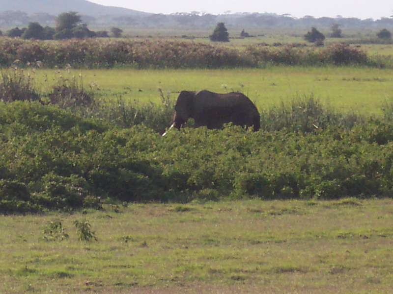 kenya0118.JPG
