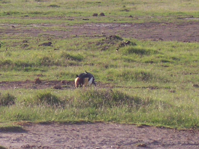 kenya0119.JPG