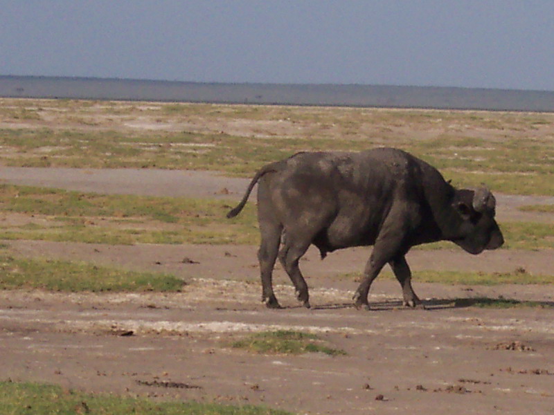 kenya0120.JPG