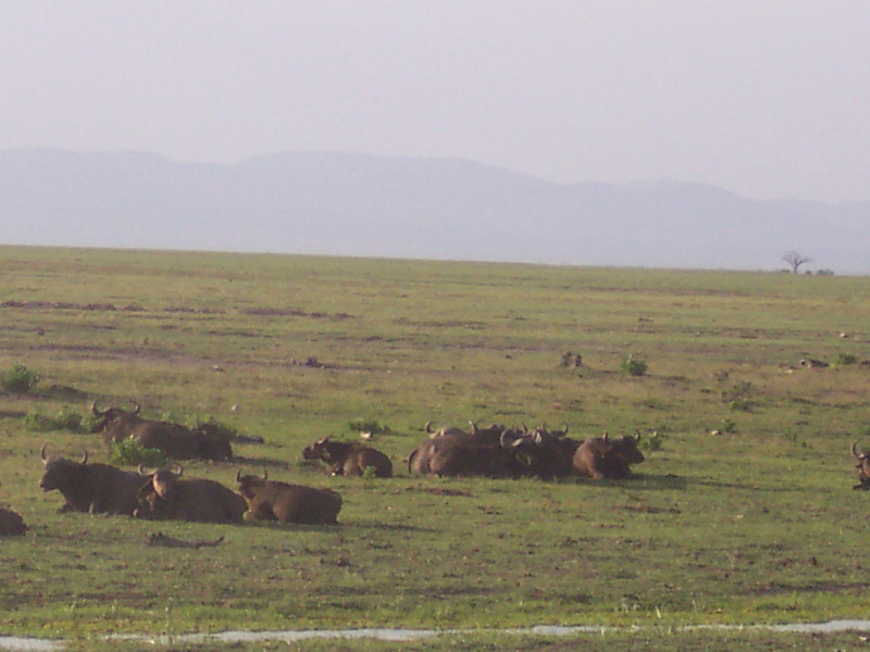 kenya0121.JPG