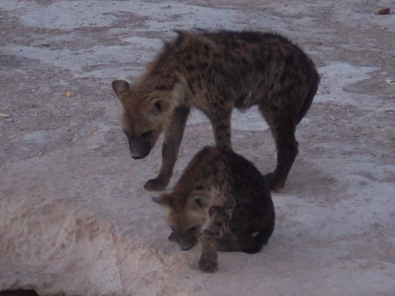 kenya0124.JPG