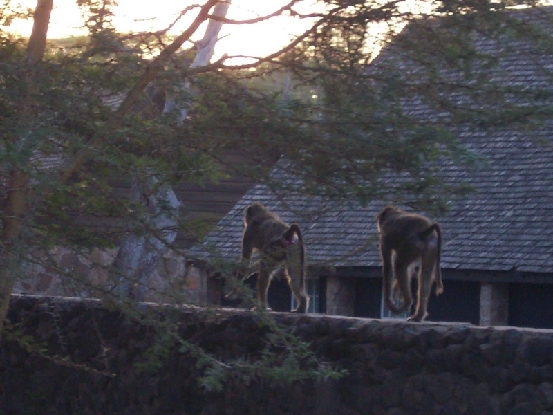 kenya0128.JPG