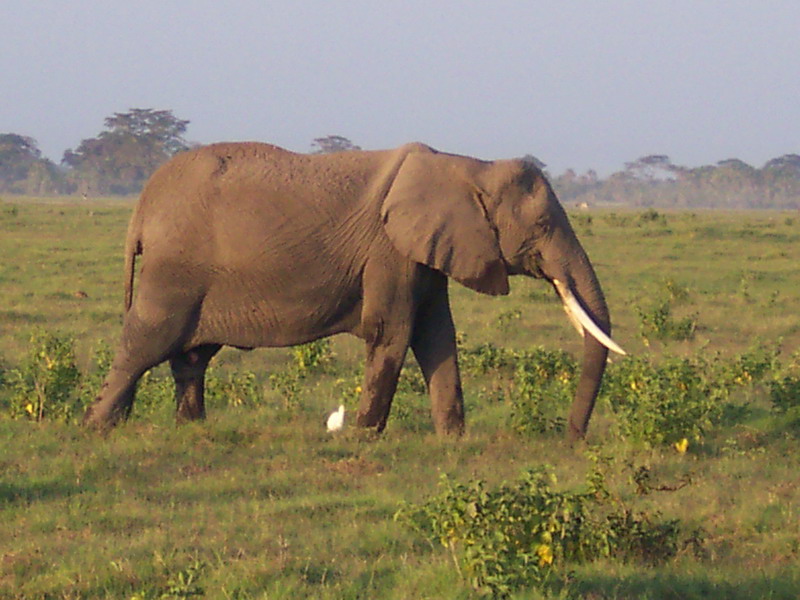kenya0131.JPG