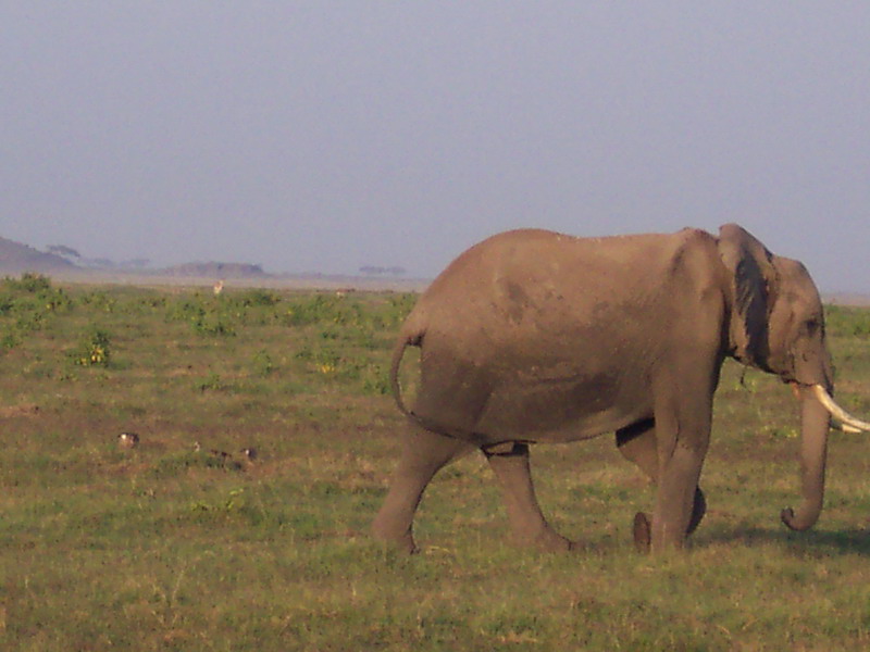 kenya0134.JPG