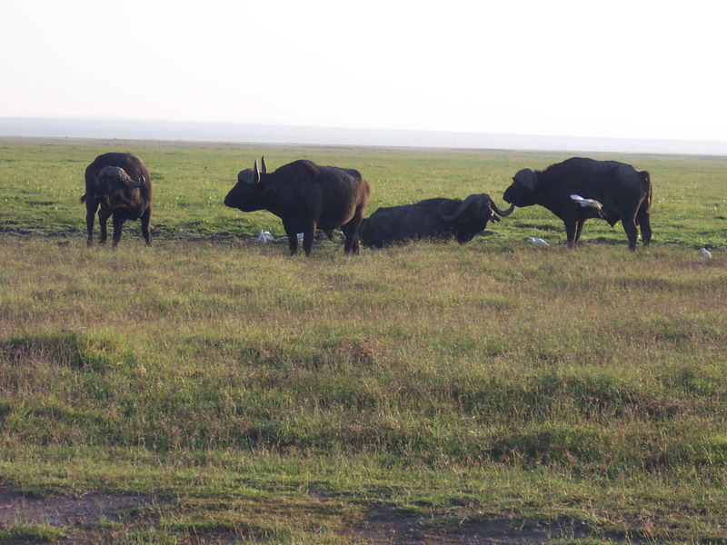 kenya0135.JPG