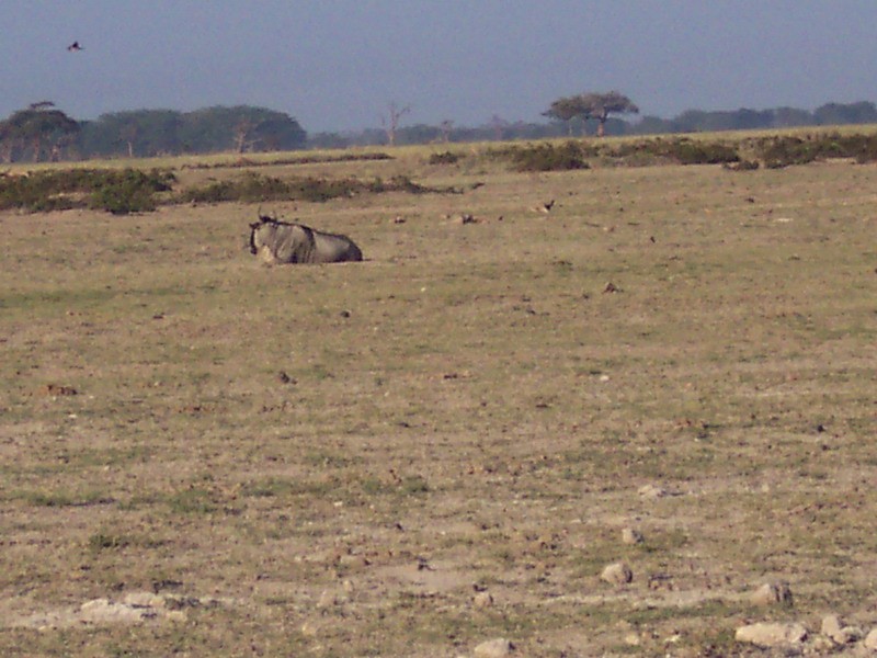 kenya0139.JPG