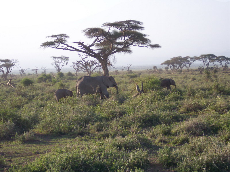 kenya0141.JPG