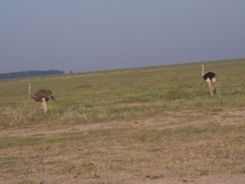 kenya0142.JPG