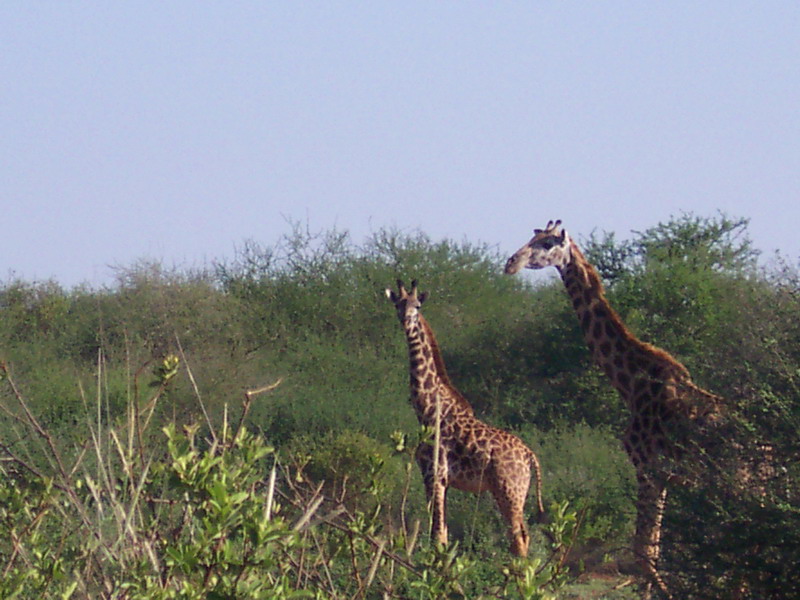 kenya0143.JPG