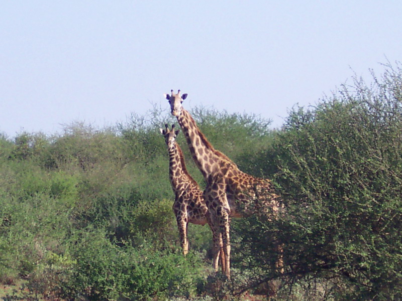 kenya0144.JPG