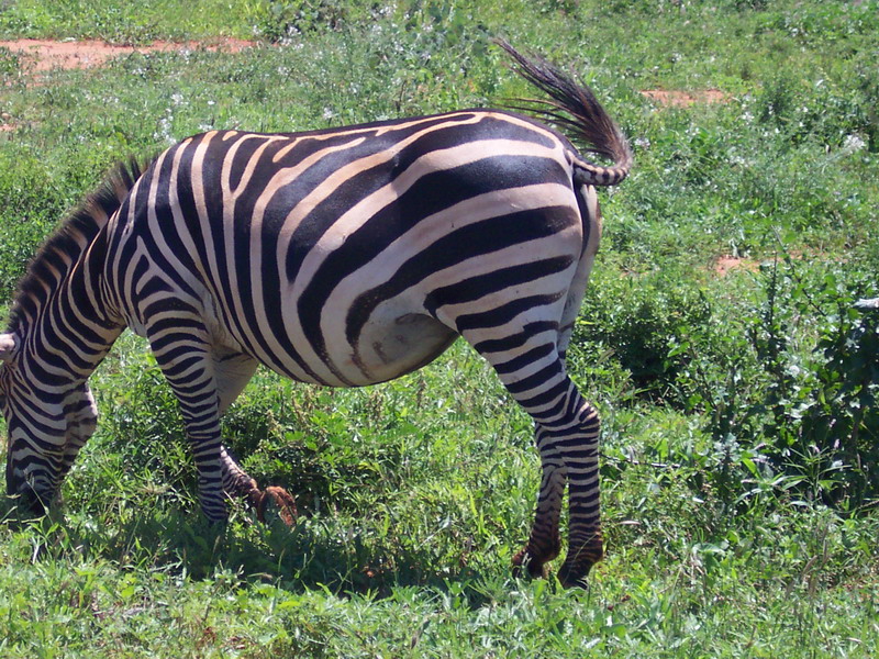kenya0147.JPG