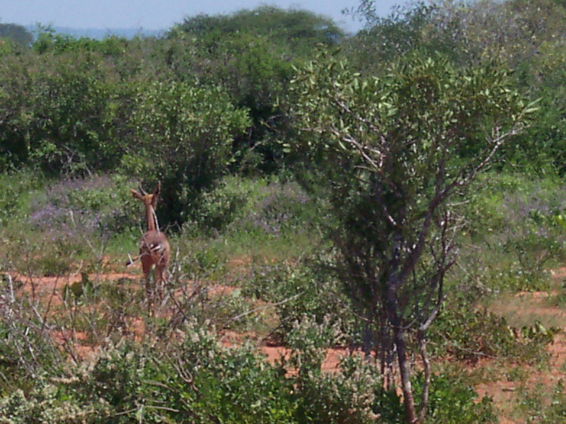 kenya0150.JPG