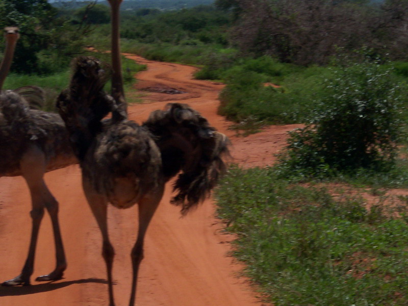 kenya0158.JPG