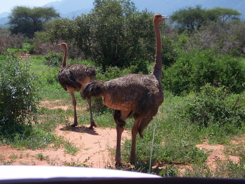 kenya0159.JPG
