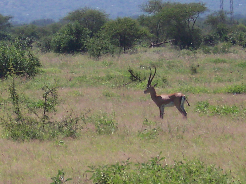 kenya0161.JPG