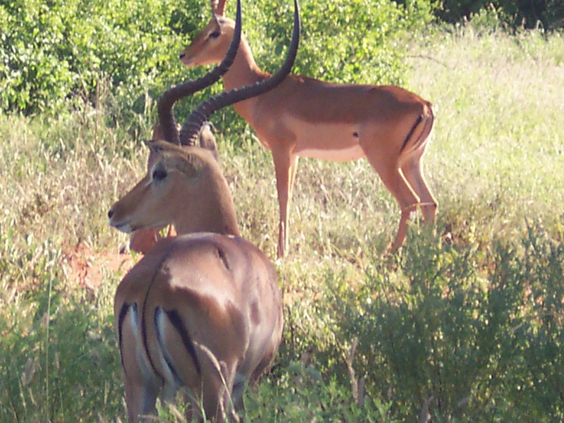 kenya0163.JPG