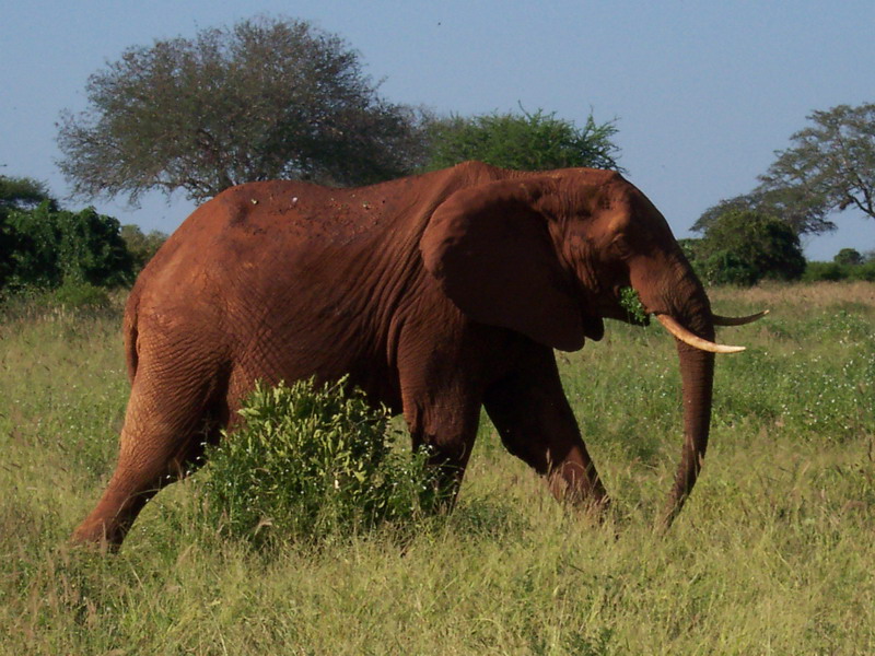 kenya0164.JPG