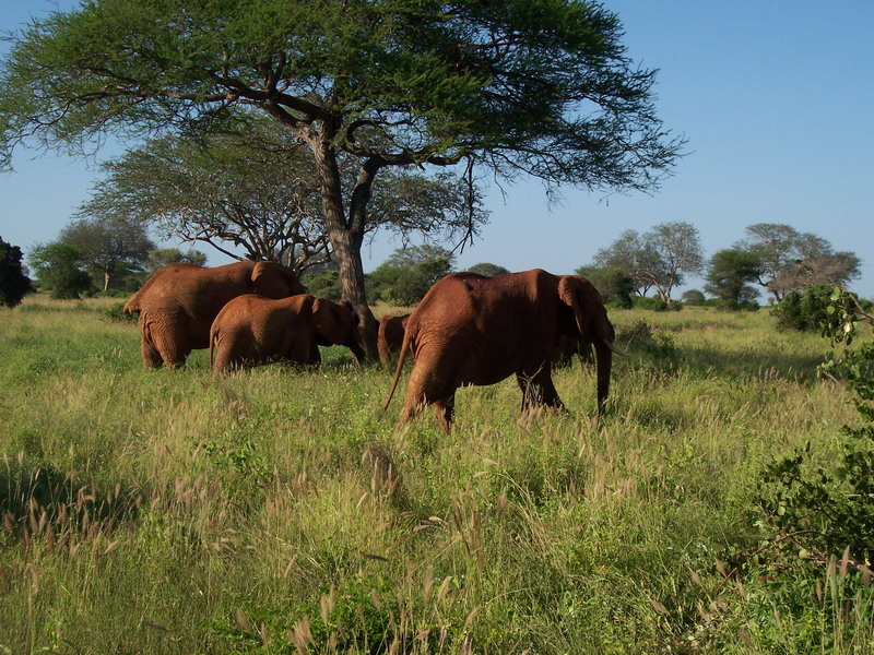 kenya0165.JPG