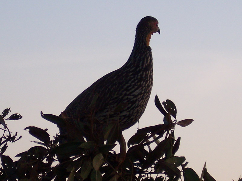 kenya0188.JPG
