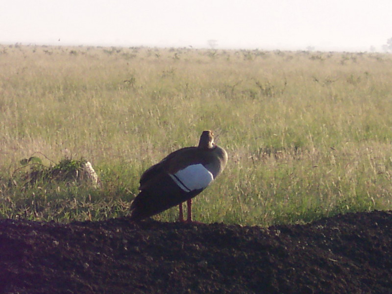 kenya0190.JPG