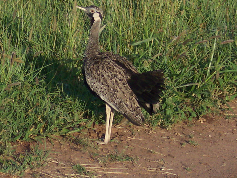 kenya0191.JPG