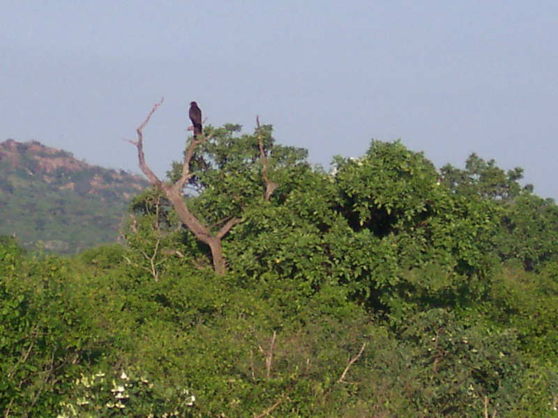 kenya0192.JPG