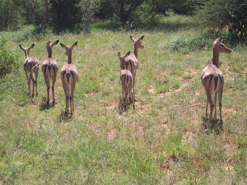 kenya0201.JPG