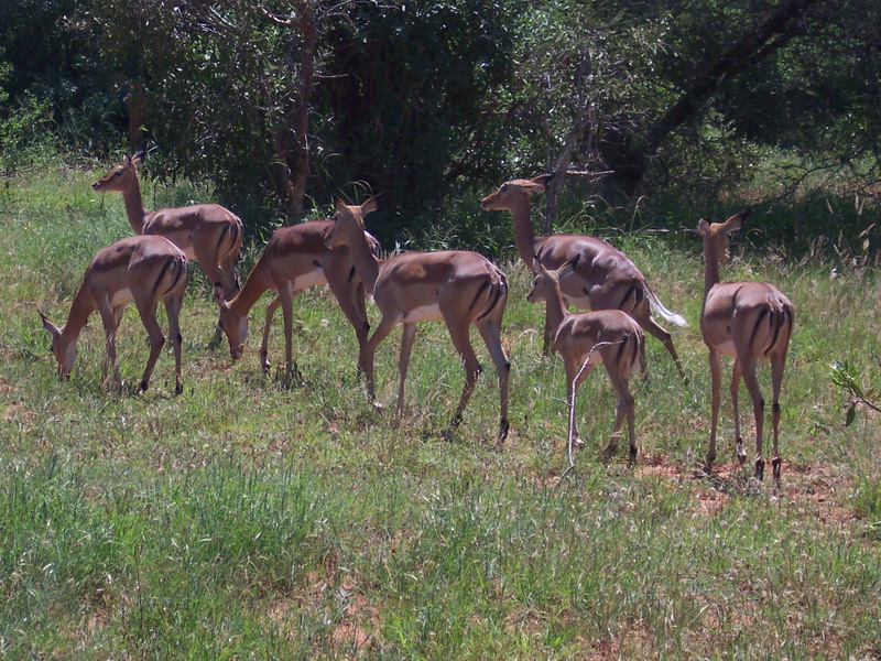 kenya0202.JPG