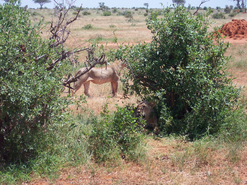 kenya0210.JPG