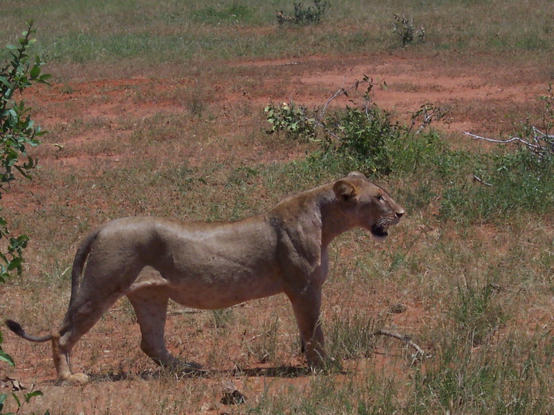 kenya0211.JPG