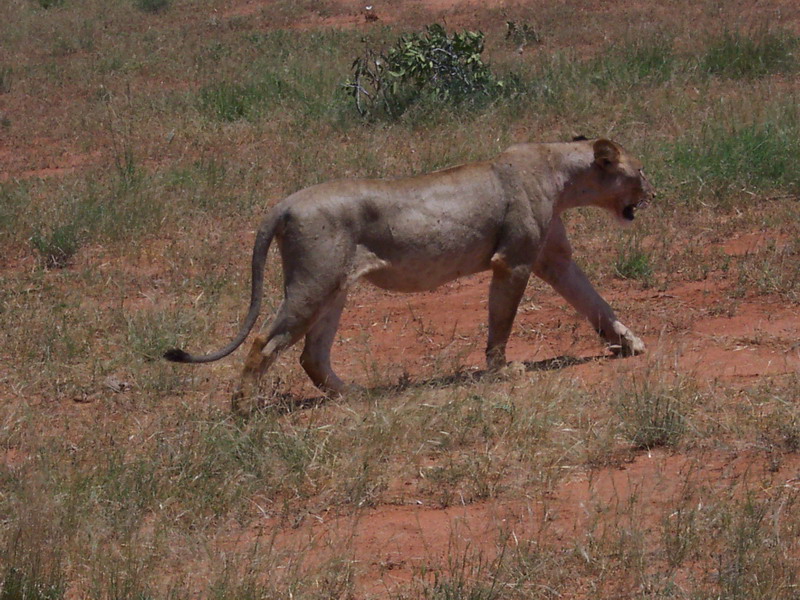 kenya0212.JPG