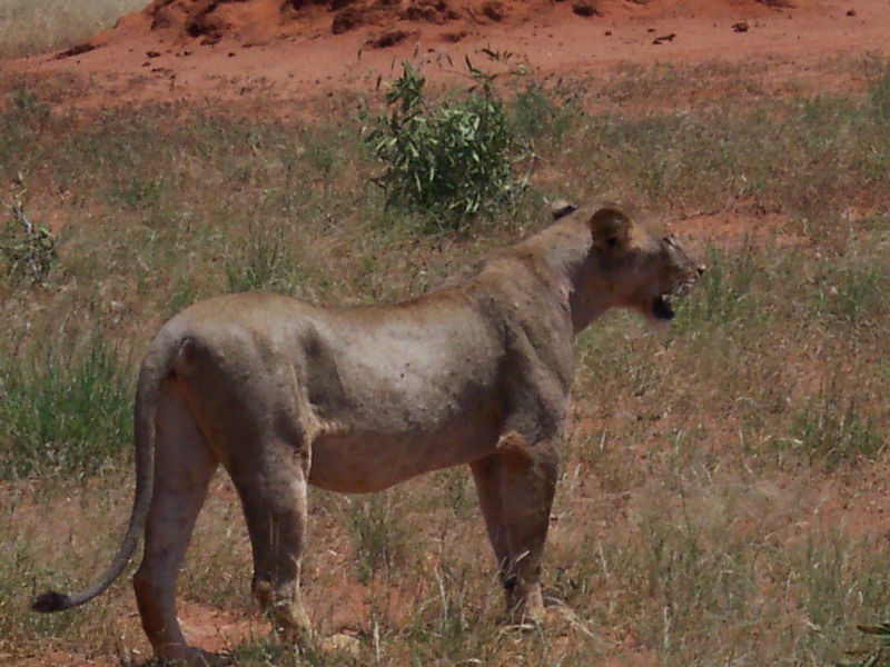 kenya0213.JPG