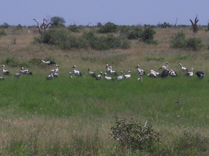 kenya0227.JPG