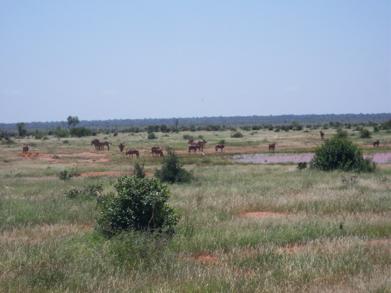 kenya0228.JPG