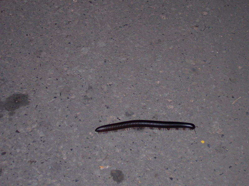 kenya0240.JPG