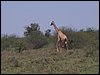 kenya0084.JPG