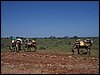 kenya0085.JPG