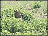 kenya0089.JPG