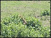 kenya0090.JPG