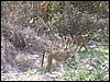 kenya0091.JPG